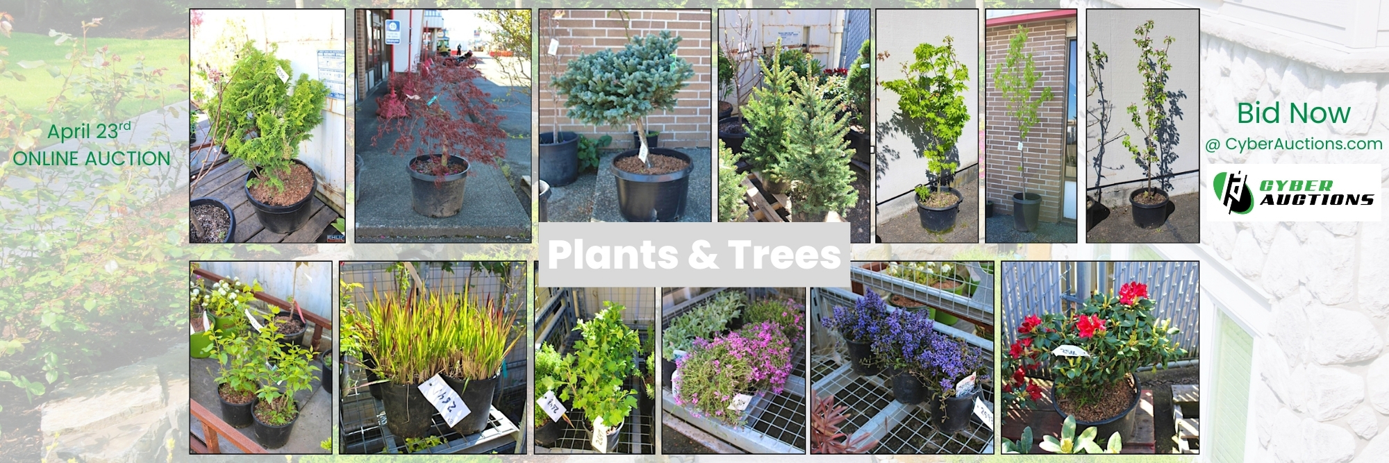 Plants & Trees (3)